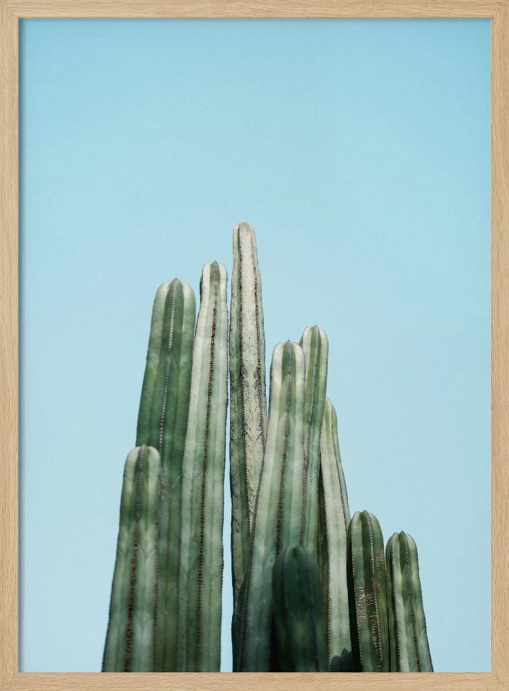 Cacti Poster